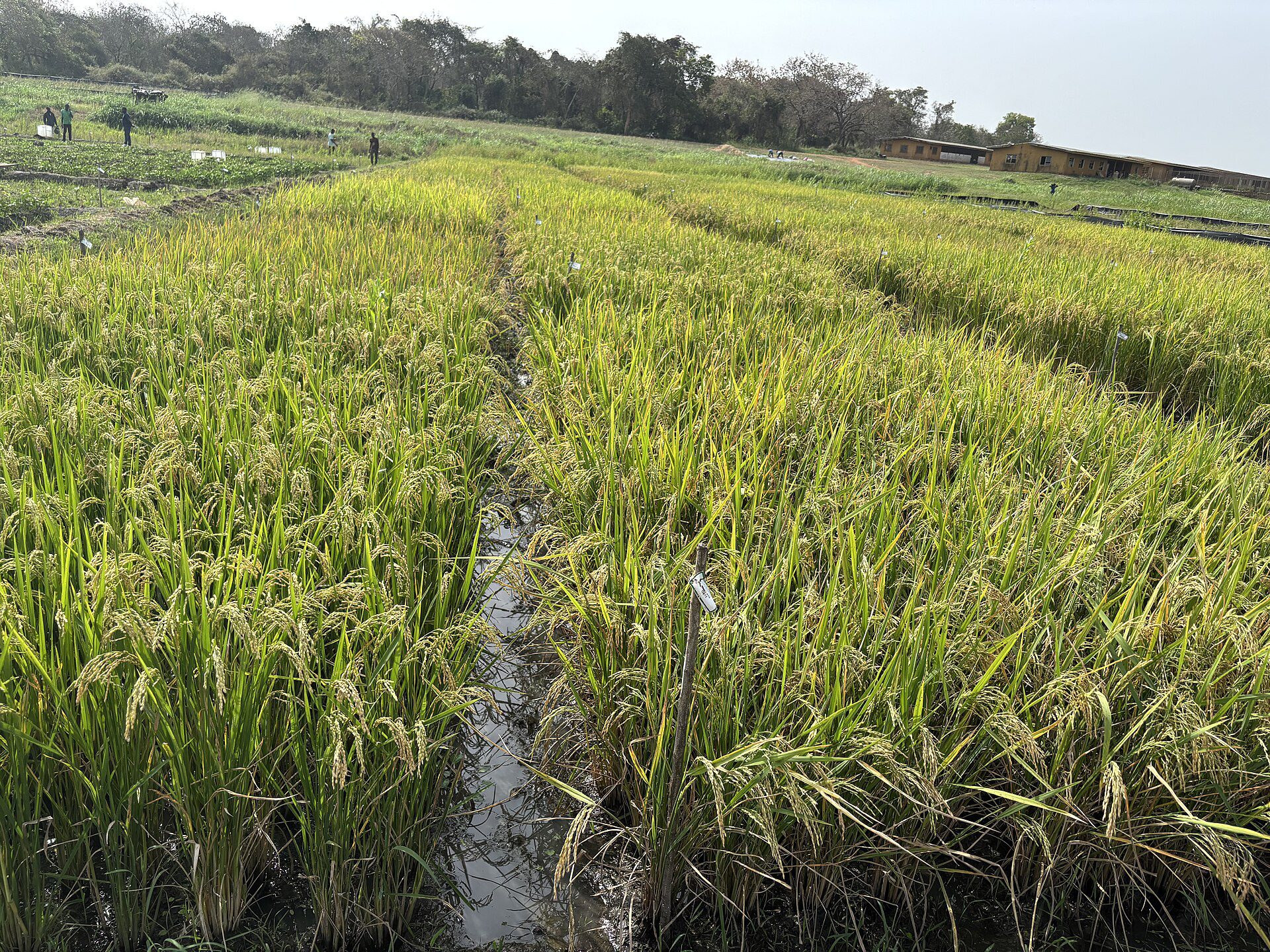 Rice experimentation plots in central Côte d’Ivoire, photographed on 22 January 2026