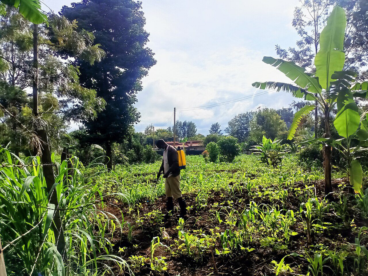 A Kenyan farmer tending young maize crops in April 2023, an illustrative agricultural photograph