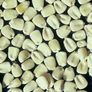 White maize kernels, illustrative product photograph