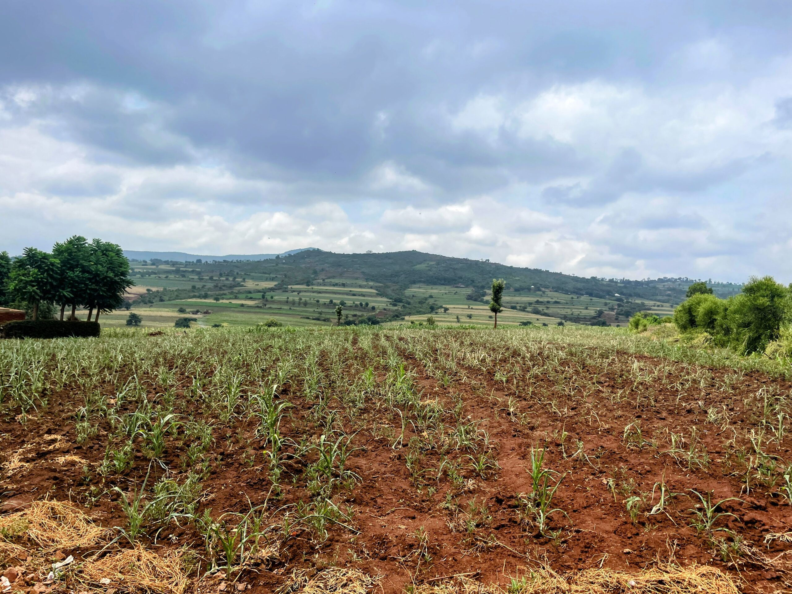 Cultivated farmland in Manyara Region, Tanzania, photographed on 24 February 2023; illustrative file photograph.