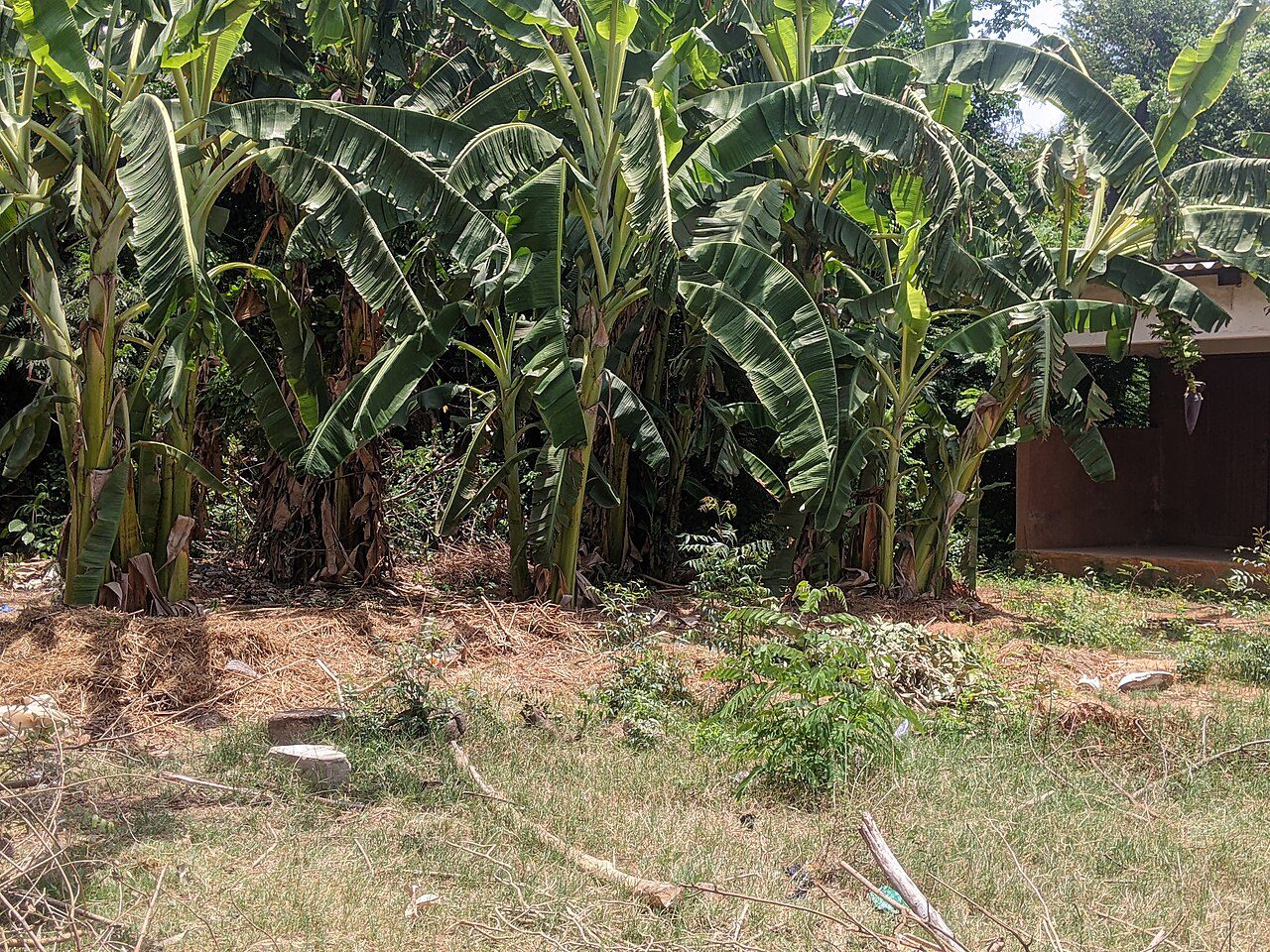 Agricultural plantation in Togo photographed in 2025, illustrative, not the financed programme