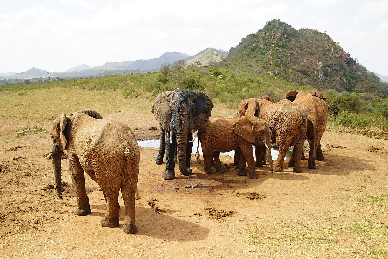 Elephants in Tsavo West National Park in Kenya, photographed in March 2022